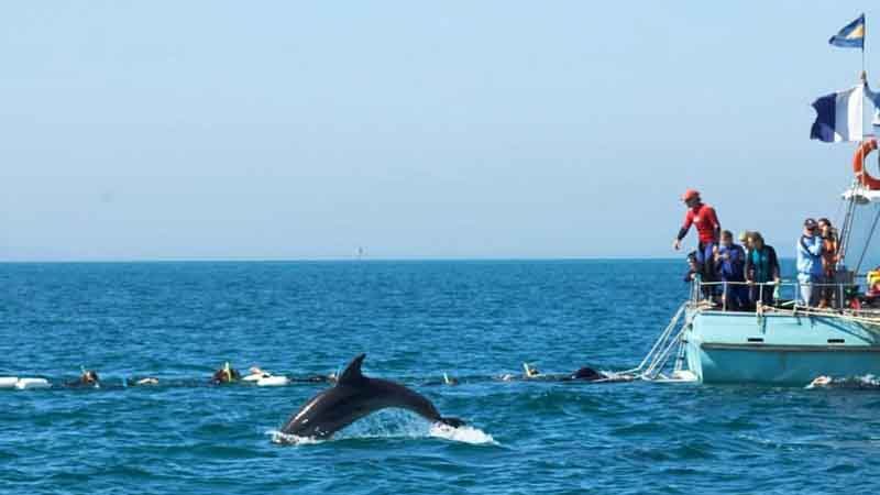 Swim with seals and dolphins in their natural environment on an exciting half day marine adventure!